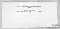 Dinemasporium hispidulum var. herbarum image